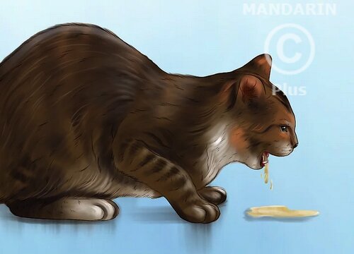 рвота у кошки